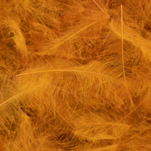 54DS CDC SUPER SELECT 1g #GINGER