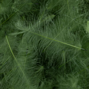 54 DEAN STREET CDC SUPER SELECT 1g Zelena Oliva