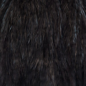 EWING HEN CAPE HACKLE #BLACK