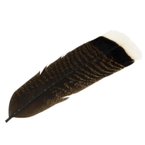 54DS BELI KONČKI PURANJEGA REP