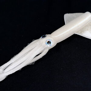 CUERPO DE REPUESTO MOONSHINE BAITS KRAKEN