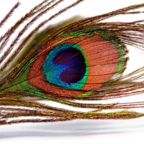 BAETIS PEACOCK EYES