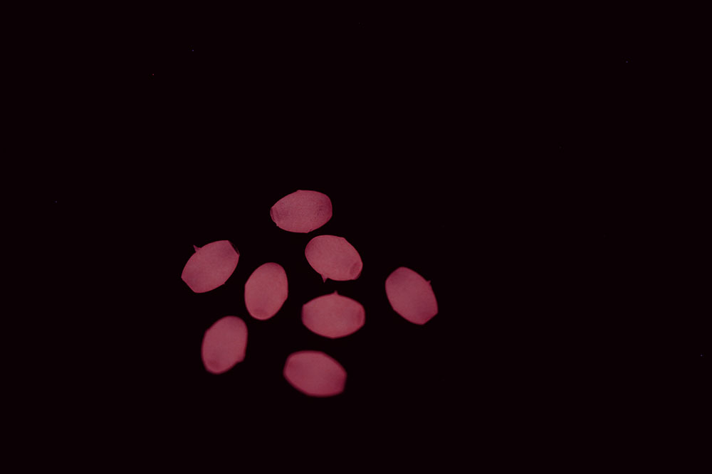 ASARI SOFT LUMINOUS OVAL BEADS PINK
