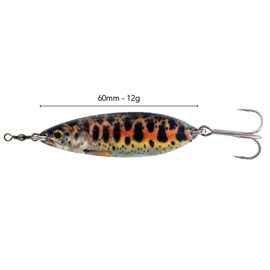 BLACK MAGIC ENTICER BROOKIE